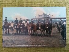 mare donkeys for sale mare donkeys for sale NORWICH