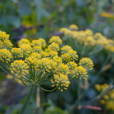 Herb fennel 230 for sale  THAME