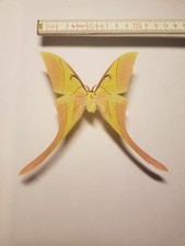 Actias dubernardi männchen gebraucht kaufen  Halle