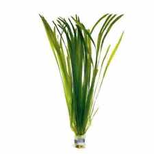 Vallisneria americana asiatica for sale  NEWTON ABBOT