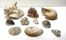 decorative shells for sale decorative shells for sale Los Angeles