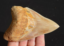 Stunning 4.6 megalodon for sale  UK