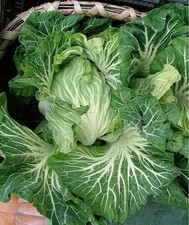 Sementes de couve portuguesa 100 - 5000 couve tronchuda sopa Caldo Verde mais tenra comprar usado  Enviando para Brazil