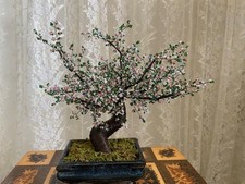 Bonsai fiori ciliegio usato  Ton