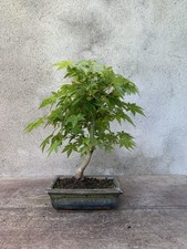 Bonsai acero palmato usato  Vanzaghello