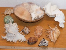 Collection lot coquillage d'occasion  Saint-Louis