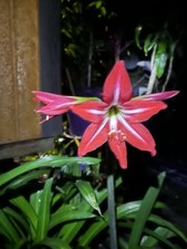 Amaryllis organic pot for sale  Caryville