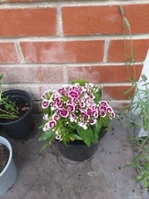 scleromystax barbatus for sale scleromystax barbatus for sale SOUTHAMPTON