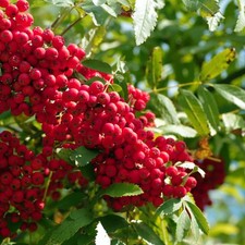 Sorbus vilmorinii rowan for sale  SOUTHAMPTON