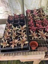 Two bromeliad cryptanthus for sale  Bogue Chitto