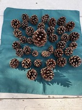 Arizona pine cones for sale  San Tan Valley