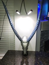 Waterbuck european mount for sale  Katy