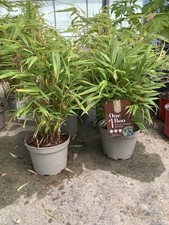 bambu piante usato bambu piante usato San Biagio di Callalta