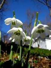 snow drop bulbs for sale  BEVERLEY