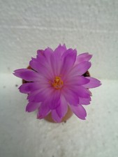 Mammillaria theresae 2cm gebraucht kaufen  Amtsberg