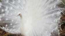 White peafowl peacock for sale  Bishopville