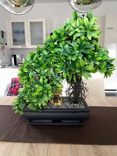 Künstlicher bonsai höhe gebraucht kaufen  Starzach