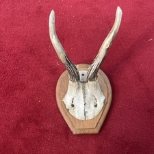 Rehbock trophäe gehörn gebraucht kaufen  Freiburg im Breisgau