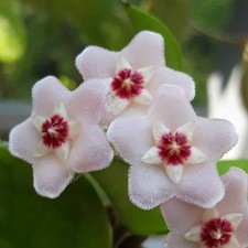 Fiore cera velluto usato  Lunamatrona
