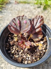 Begonia rex etna for sale  SUNDERLAND