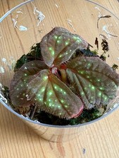 Sonerila green spot gebraucht kaufen  Duisburg