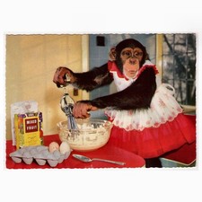 Schimpanse schimpansin steht gebraucht kaufen Schimpanse schimpansin steht gebraucht kaufen  Backnang