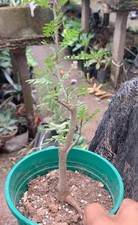 Rare livesucculent plant for sale  Shipping to United Kingdom