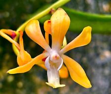 Neofinetia ibrido arancione usato  Spedire a Italy