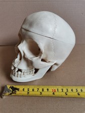 Human skull model for sale  PORTSMOUTH