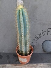 Pilosocereus azureus cactus for sale  Deland