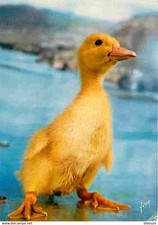 Animals birds ducks d'occasion  Expédié en Belgium