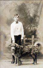 Edwardian boy dog for sale  PENRYN