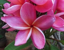 plumeria yellow pink for sale plumeria yellow pink for sale Honolulu