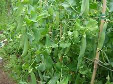 pea seeds for sale  SALISBURY