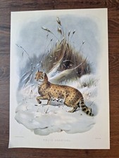 Vintage big cat for sale  DERBY