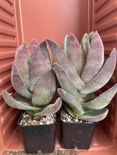 purple succulents for sale purple succulents for sale Gilroy
