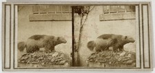 Animal empaillé gulo d'occasion  Paris V