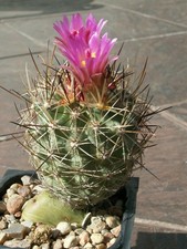 Sclerocactus wetlandicus 1324 usato  Spedire a Italy