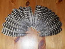 50 plumas de ala faisán gallina de 5"" - 6"" para atar moscas molinería arte exhibición floral   segunda mano  Embacar hacia Mexico