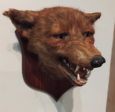 Taxidermy fox head for sale Taxidermy fox head for sale  BANWELL