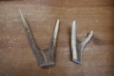 Hirschkrone geweihstange hirsc gebraucht kaufen  Grainau