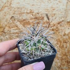 Copiapoa bridgesii 5.5cm usato  Trevi