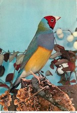 Animaux oiseaux diamant d'occasion  Fruges