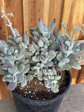 Imported succulent live for sale  San Jose