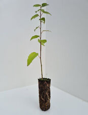 gelert corvus 5 2 for sale gelert corvus 5 2 for sale  INVERNESS