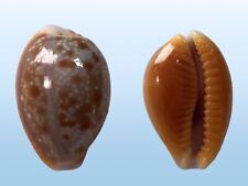 Cypraea helvola helvola usato  Roma