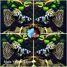 Pair tiger king for sale  Houston