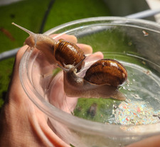 Large live helix for sale  Folsom