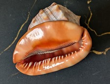 Meeresschnecke groß gebraucht kaufen  Halver
