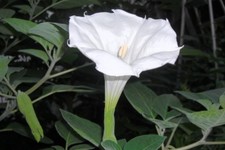 Semi datura bianca usato  Monreale